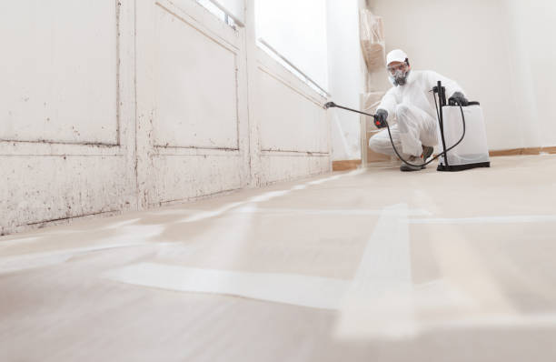 Black mold remediation team in Dumfries